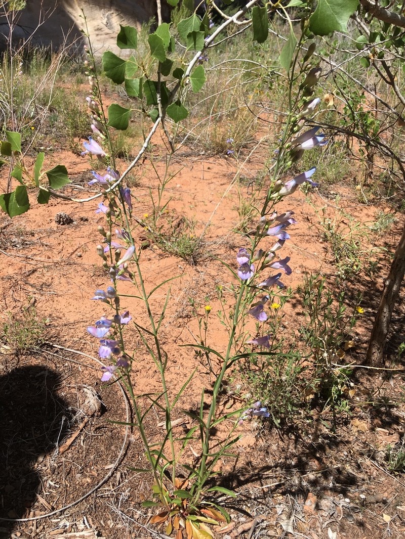Dusty Beardtongue photo 5