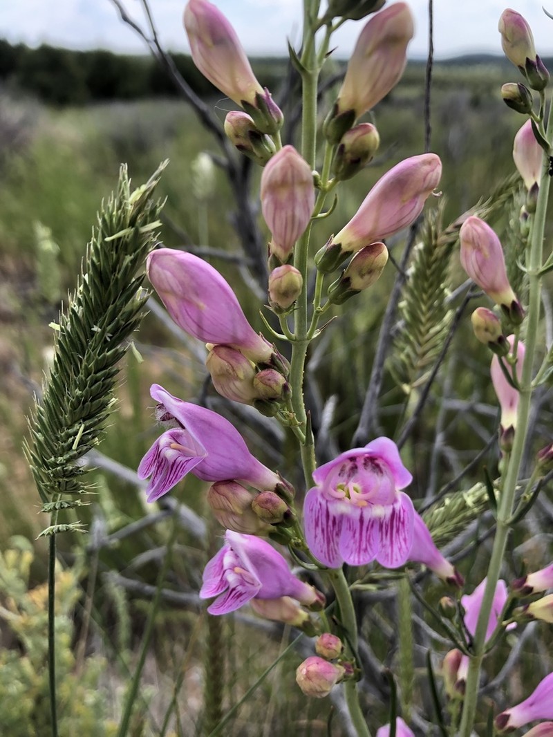 Dusty Beardtongue photo 6