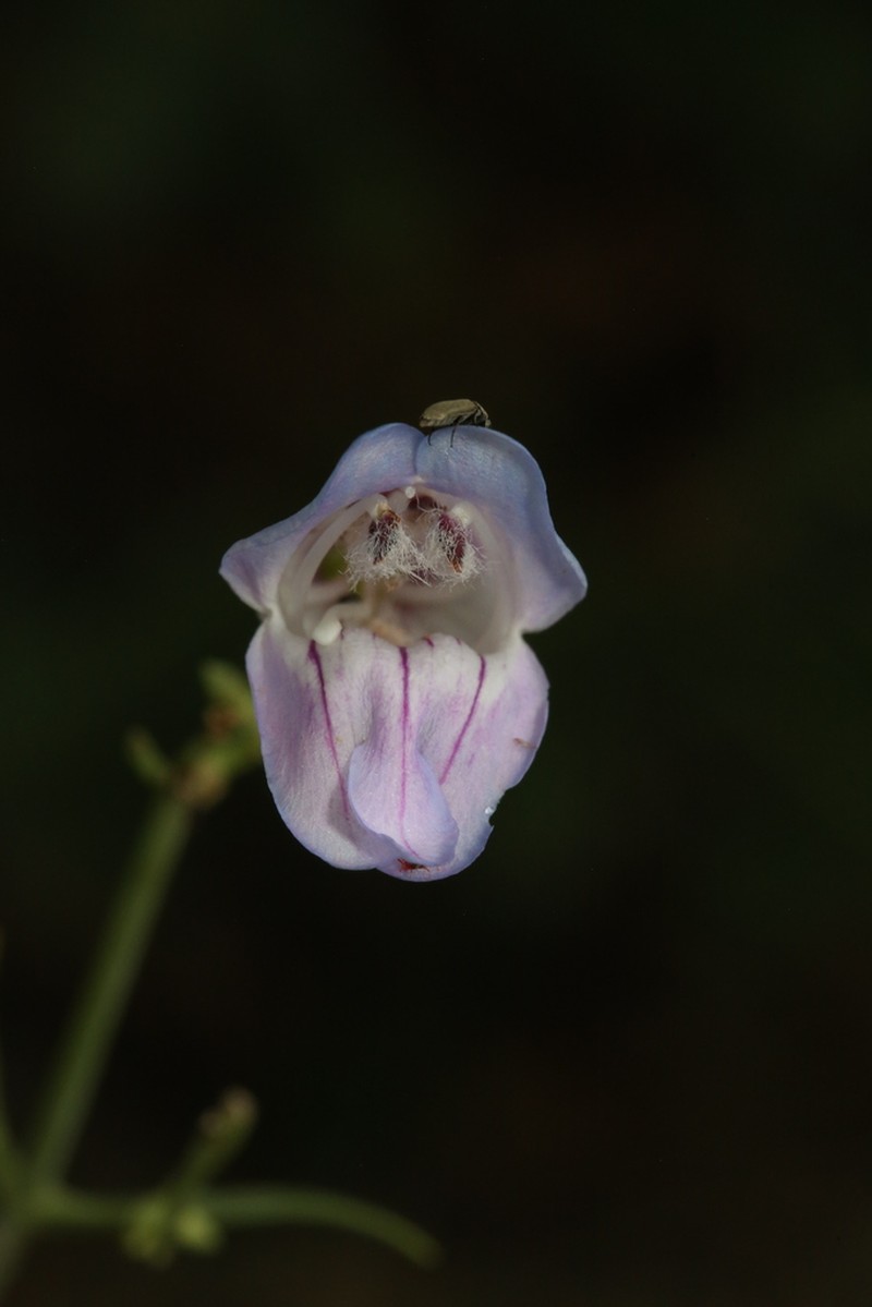 Dusty Beardtongue photo 7