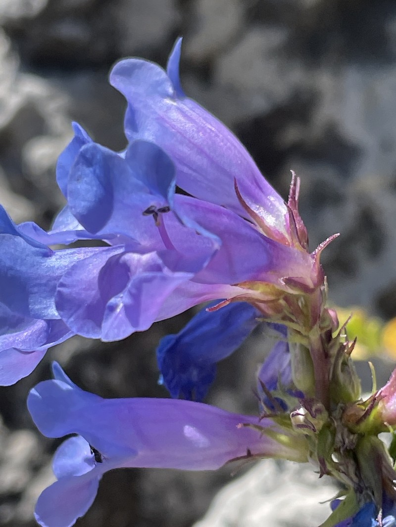 Compact Penstemon photo 2