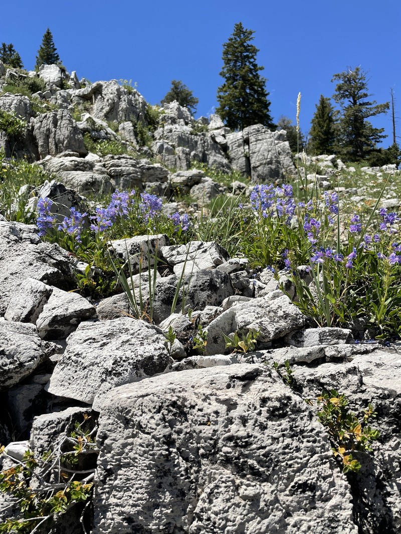 Compact Penstemon photo 3
