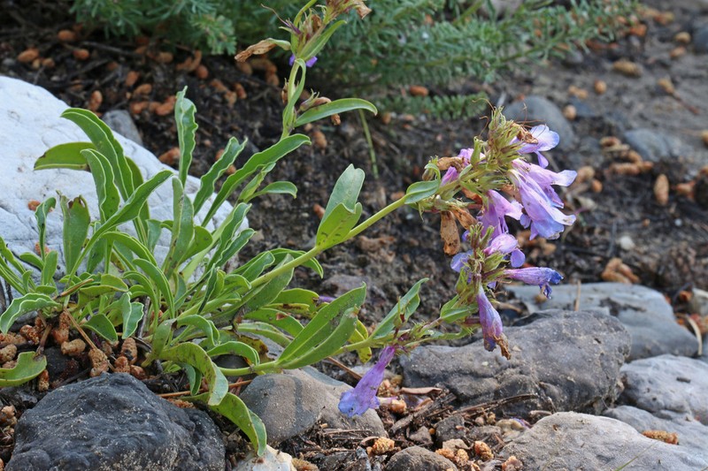 Compact Penstemon