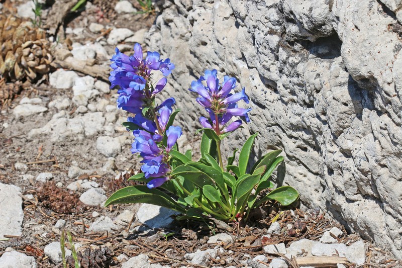 Compact Penstemon photo 2