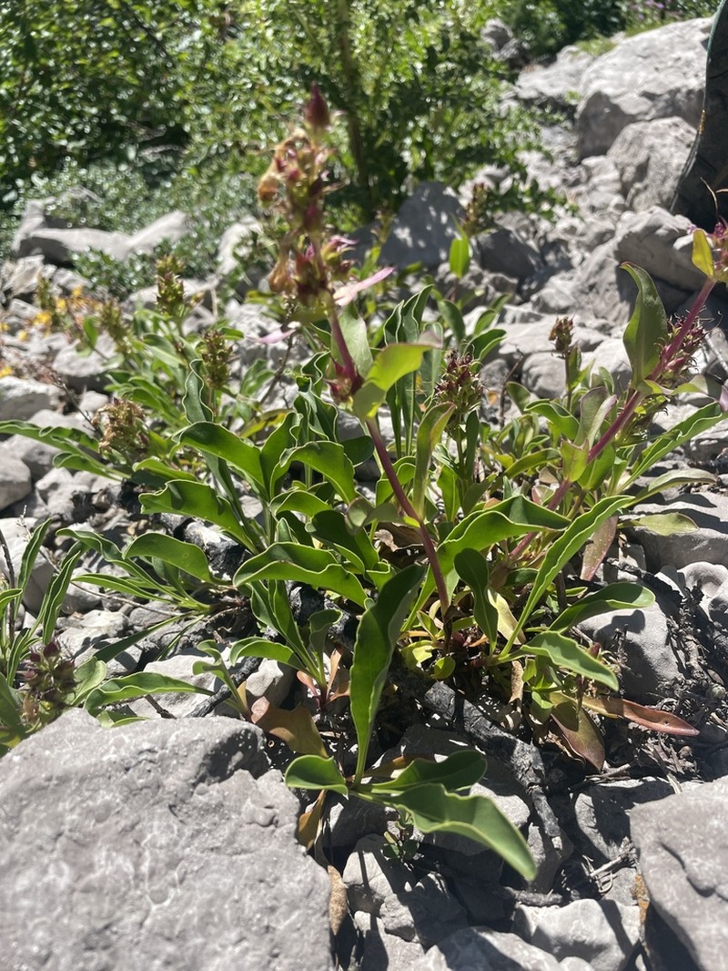 Compact Penstemon photo 3