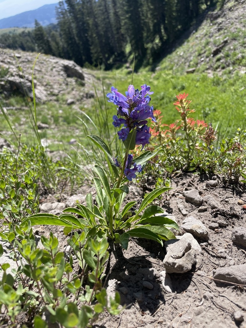 Compact Penstemon photo 4