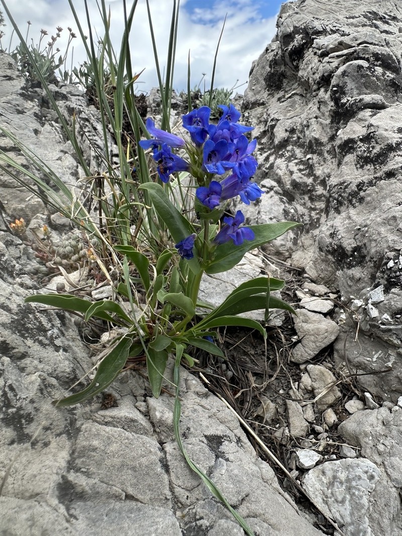 Compact Penstemon photo 5