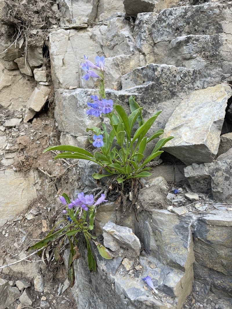 Compact Penstemon photo 6