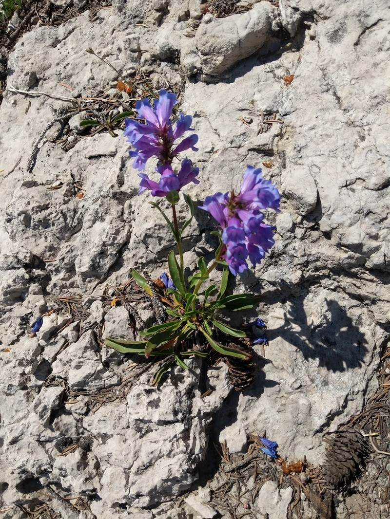 Compact Penstemon photo 7