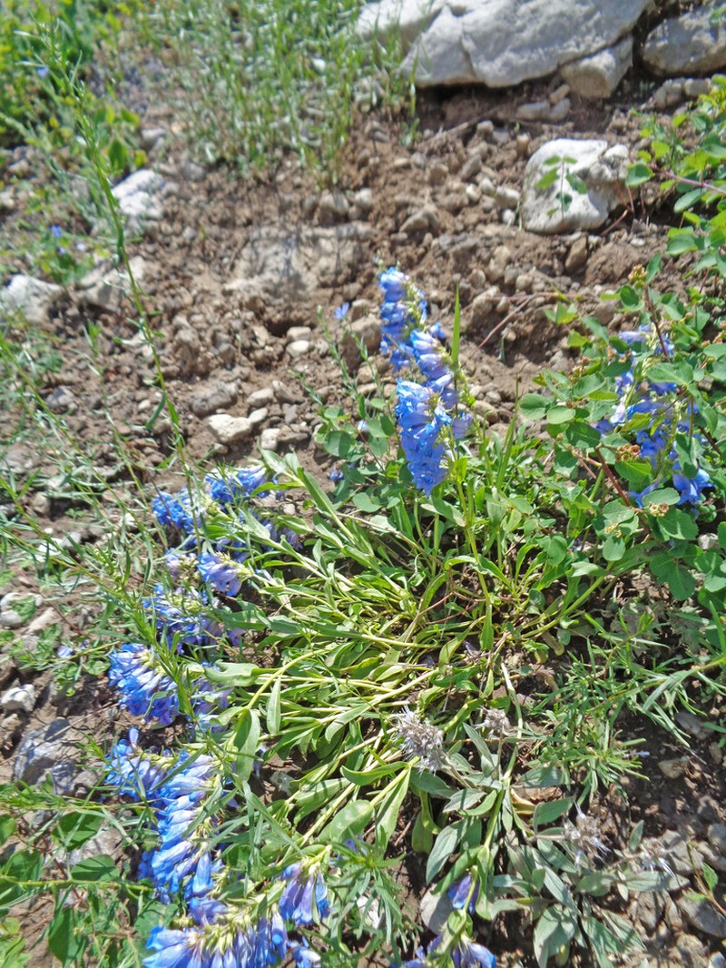 Compact Penstemon photo 8
