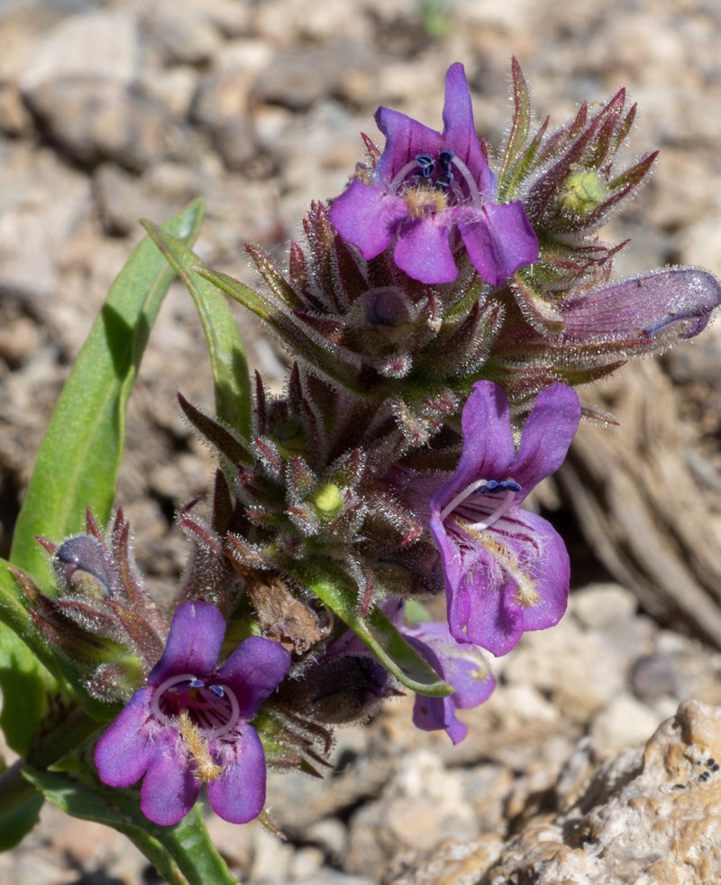 Tunnel Springs Beardtongue