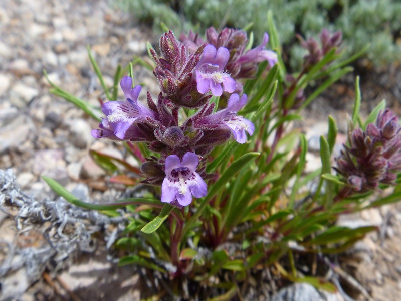 Tunnel Springs Beardtongue photo 2