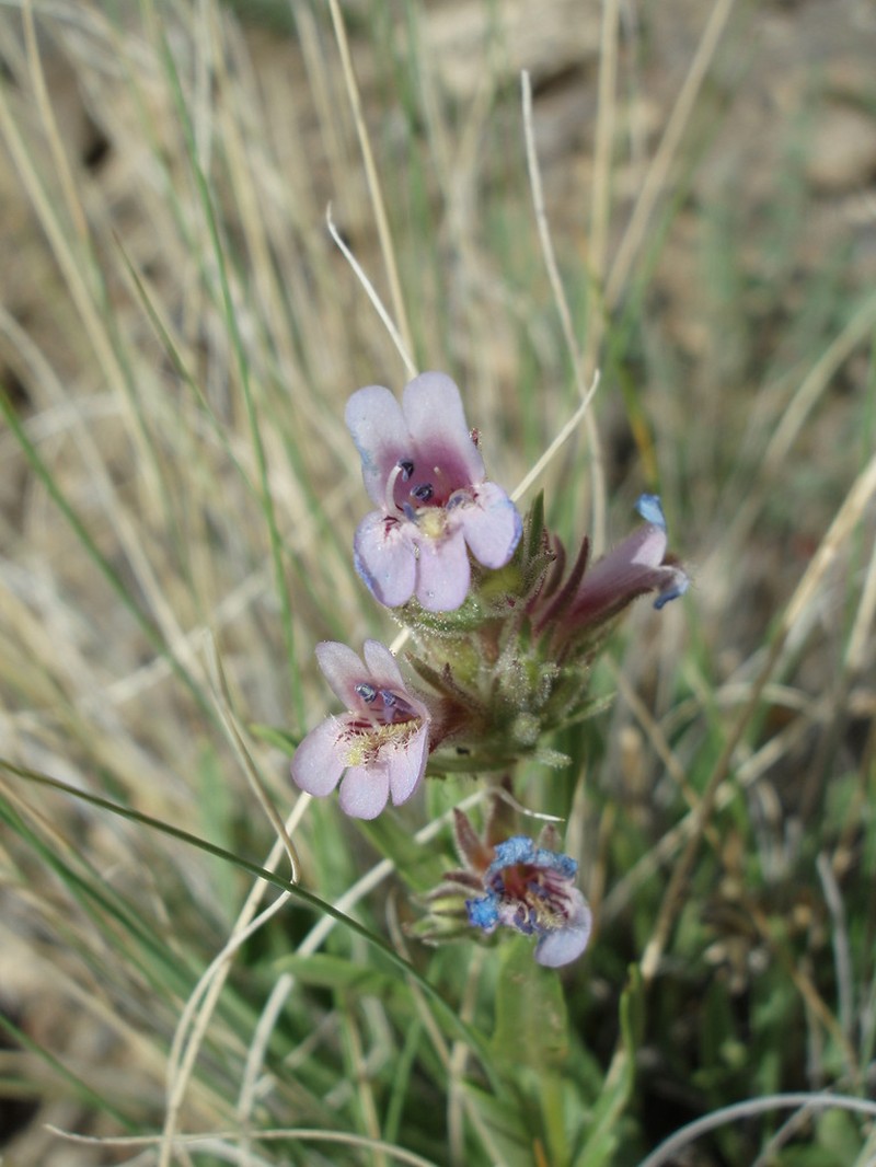 Tunnel Springs Beardtongue photo 3