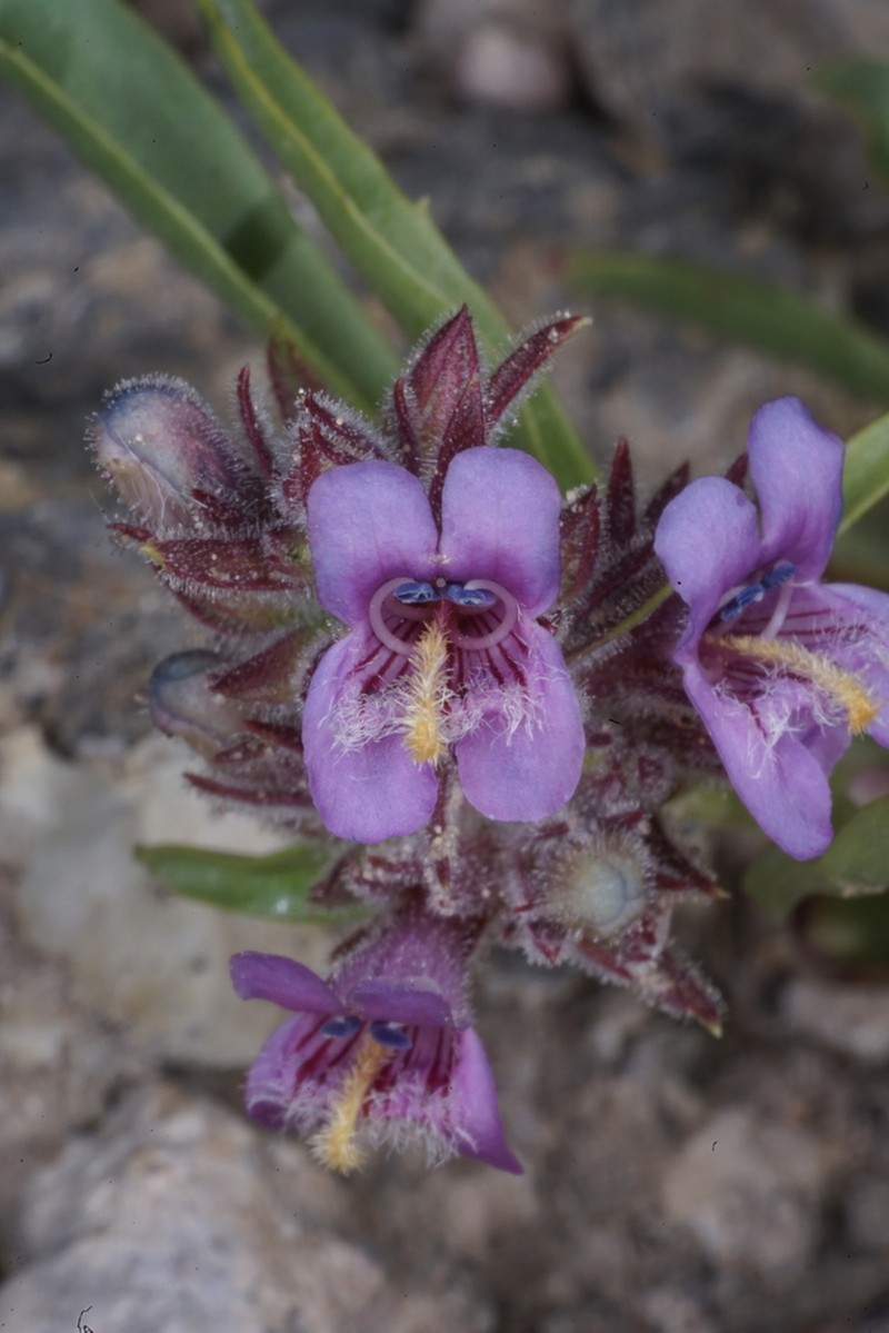 Tunnel Springs Beardtongue photo 4