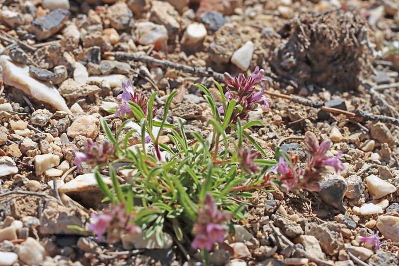 Tunnel Springs Beardtongue photo 5