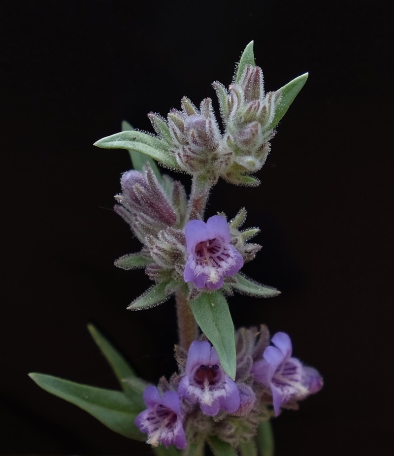 Tunnel Springs Beardtongue photo 6
