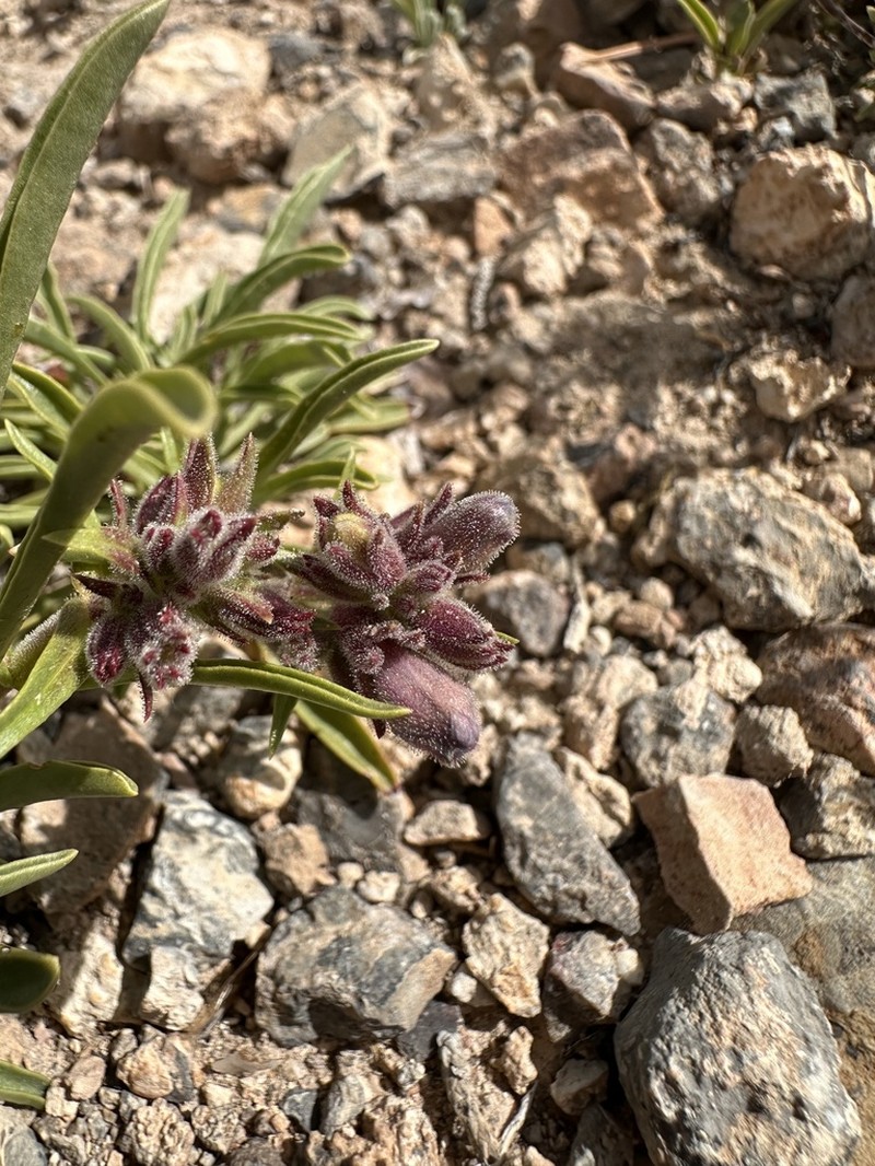 Tunnel Springs Beardtongue photo 7