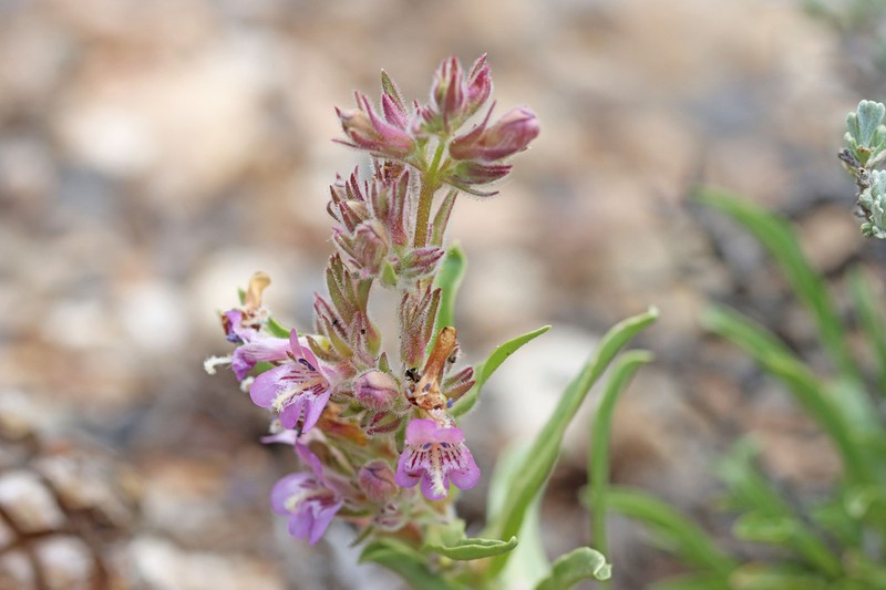 Tunnel Springs Beardtongue photo 8