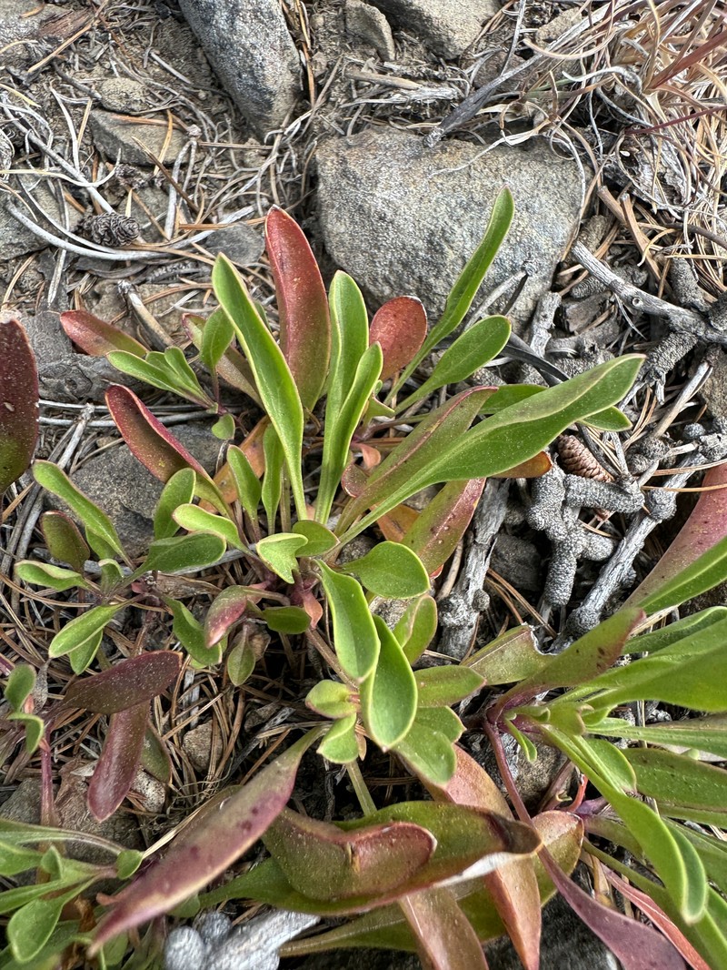 Yellow Penstemon photo 3