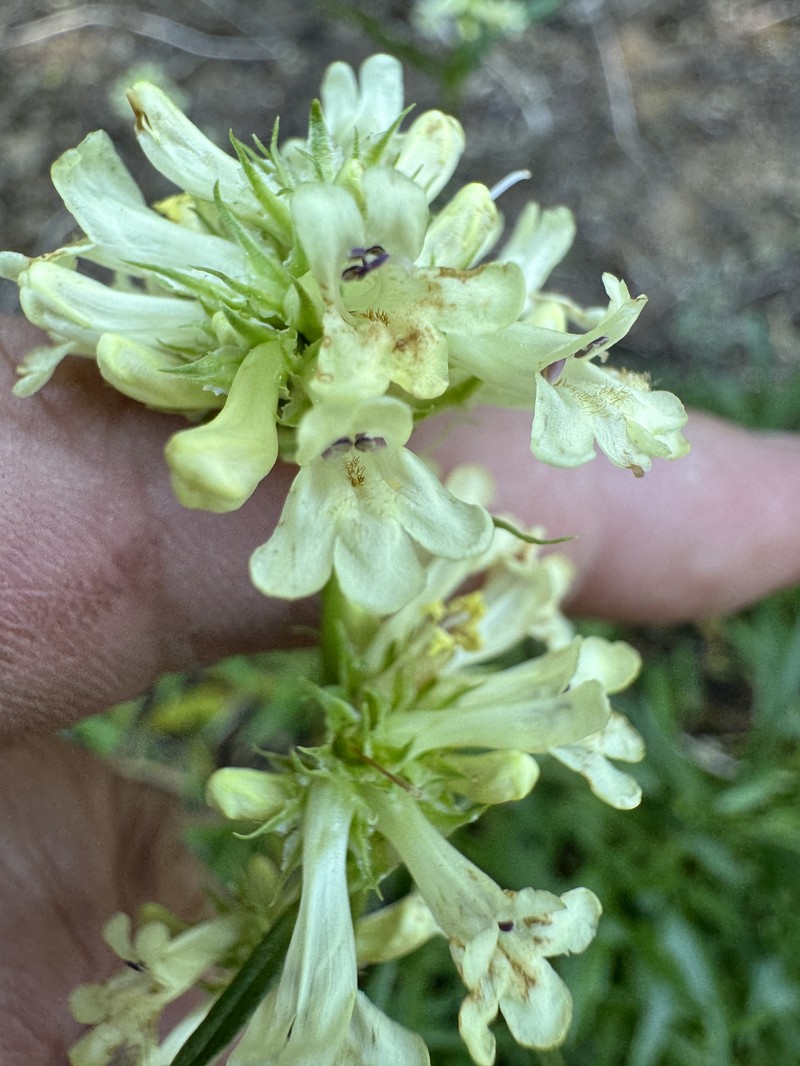 Yellow Penstemon photo 4