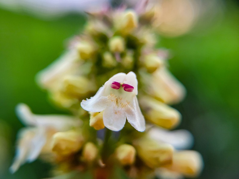 Yellow Penstemon photo 5