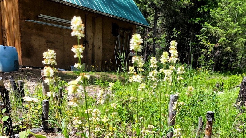 Yellow Penstemon photo 6