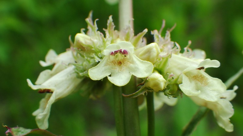 Yellow Penstemon photo 7