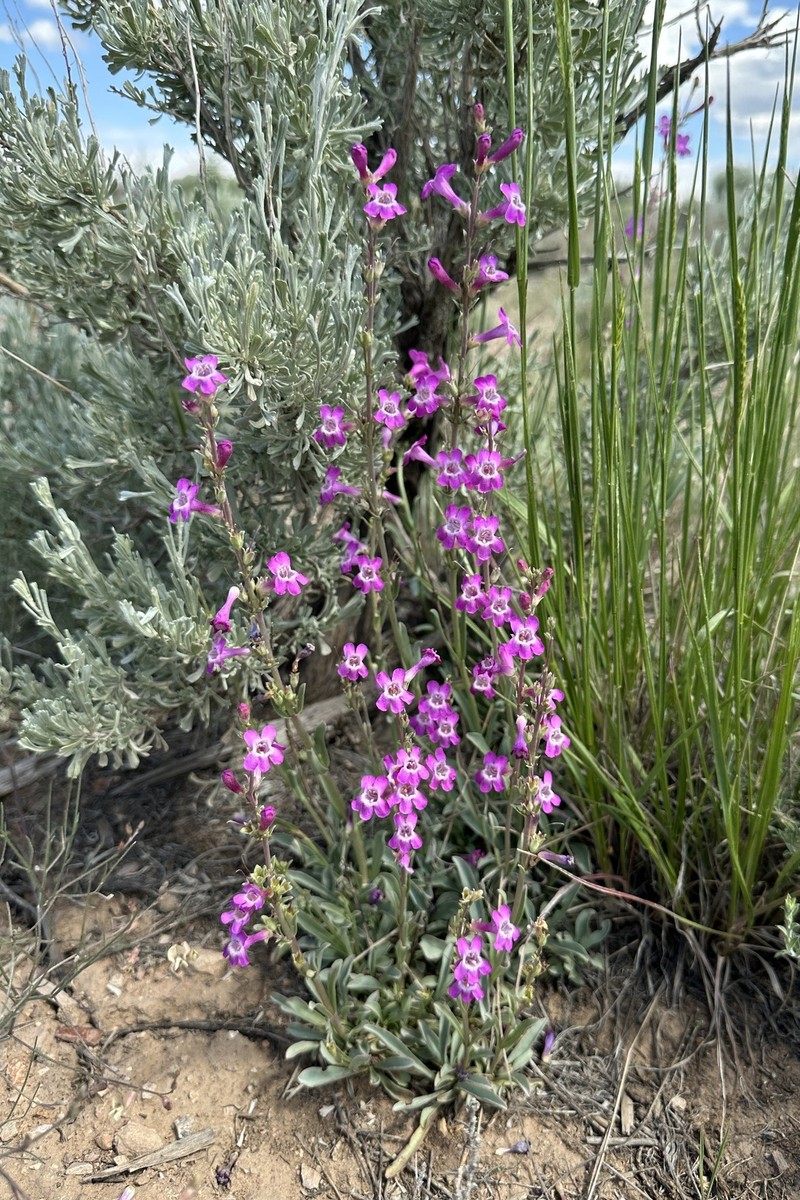 Owens Valley Beardtongue