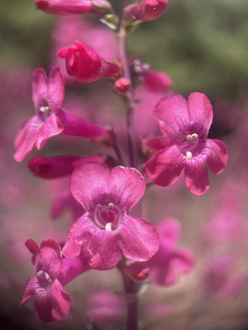 Owens Valley Beardtongue photo 2