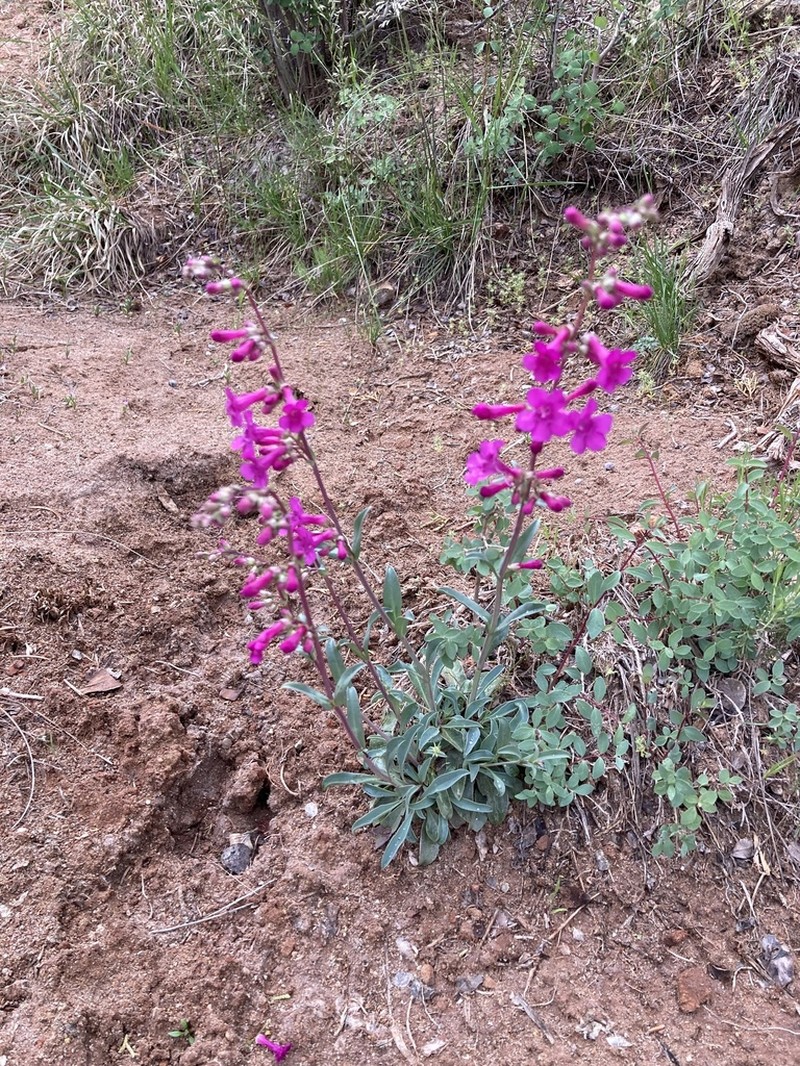 Owens Valley Beardtongue photo 3