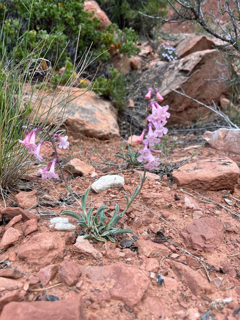 Owens Valley Beardtongue photo 4