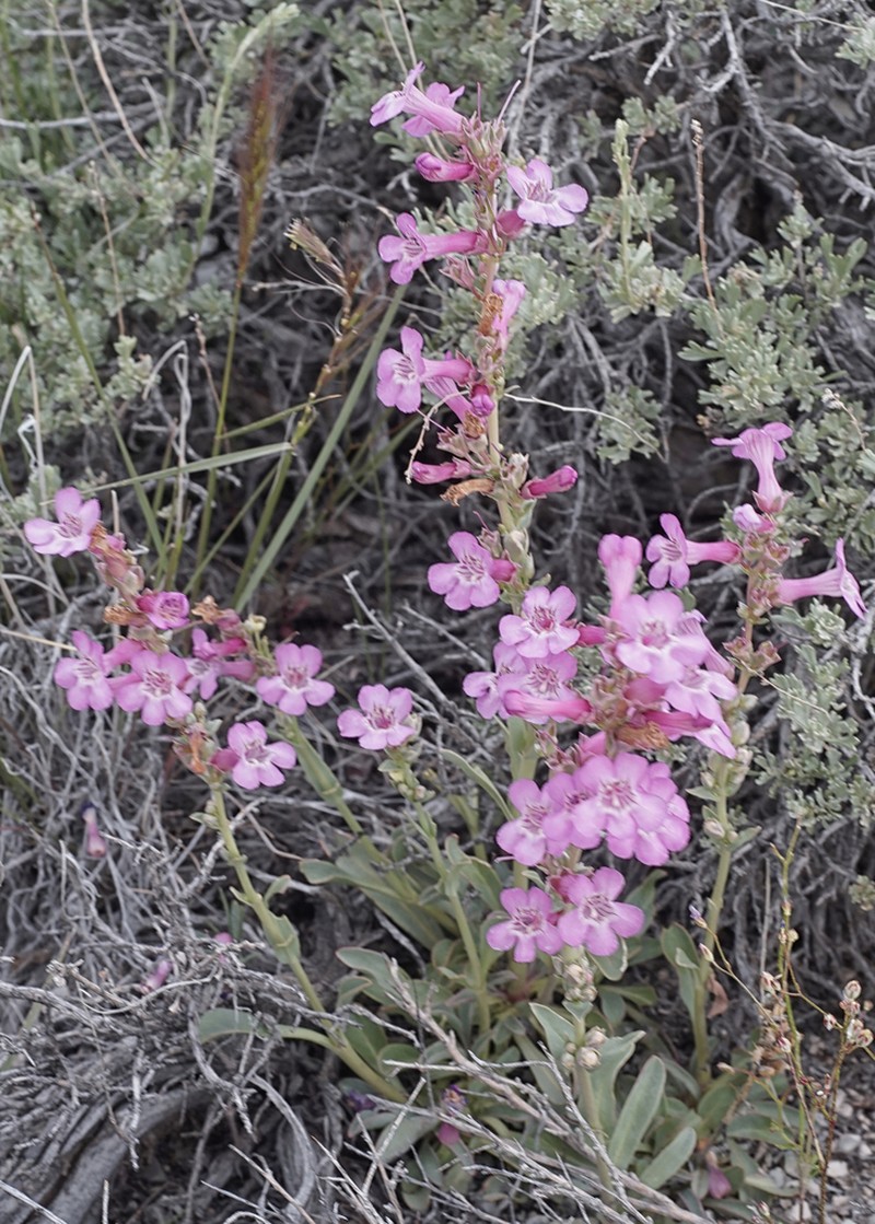 Owens Valley Beardtongue photo 5