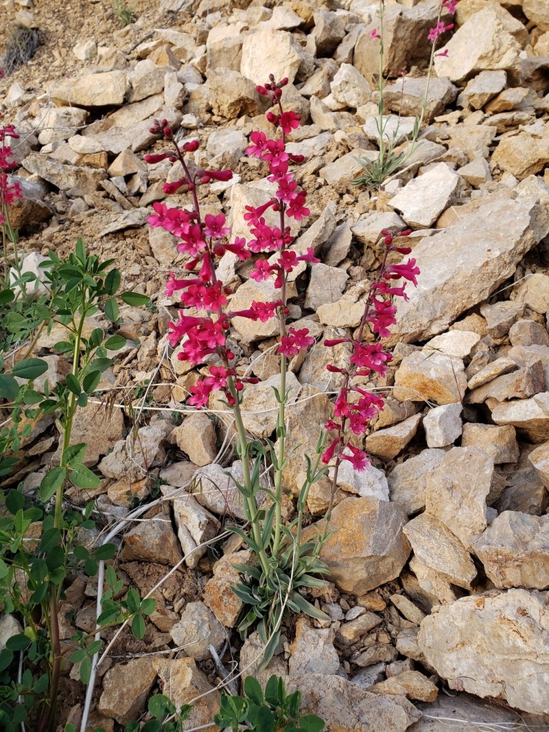 Owens Valley Beardtongue photo 6