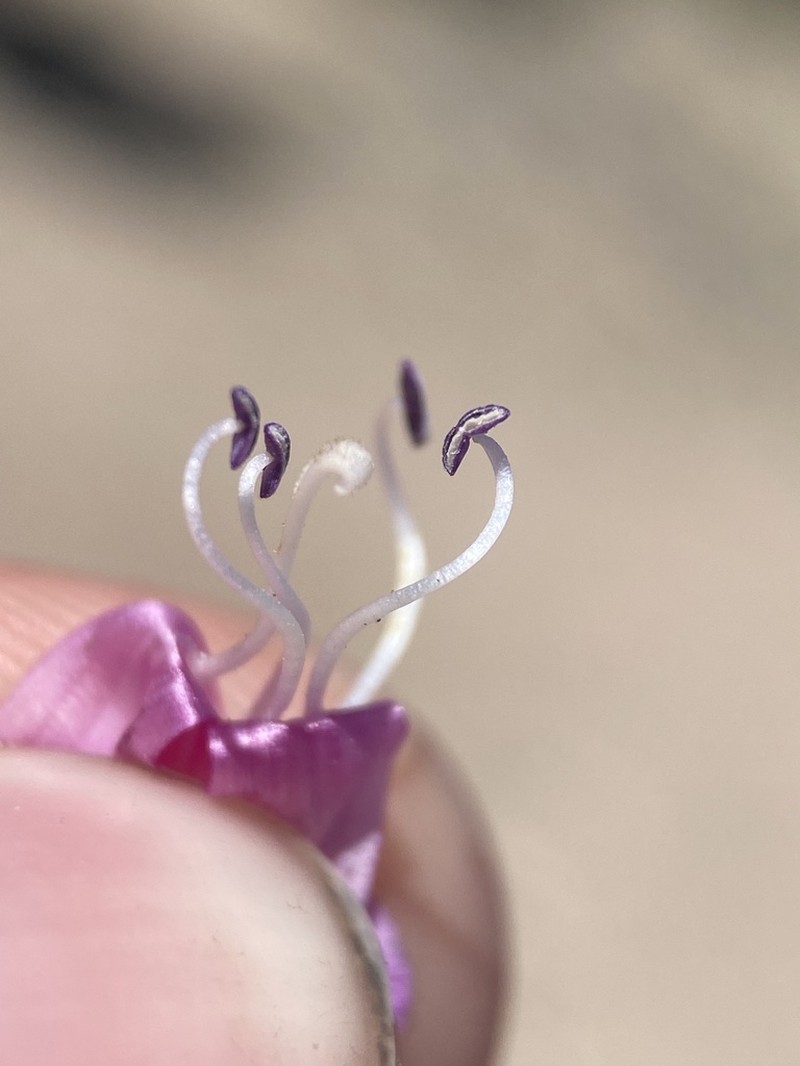 Owens Valley Beardtongue photo 7