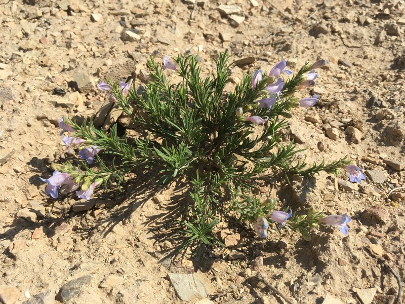 Crandall's Beardtongue