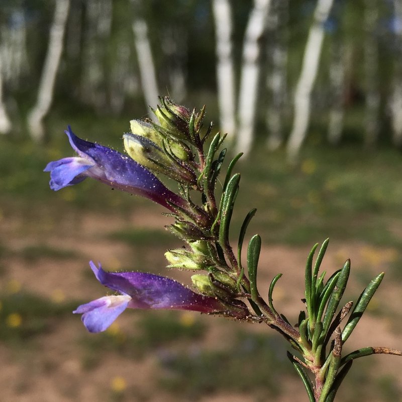 Crandall's Beardtongue photo 6