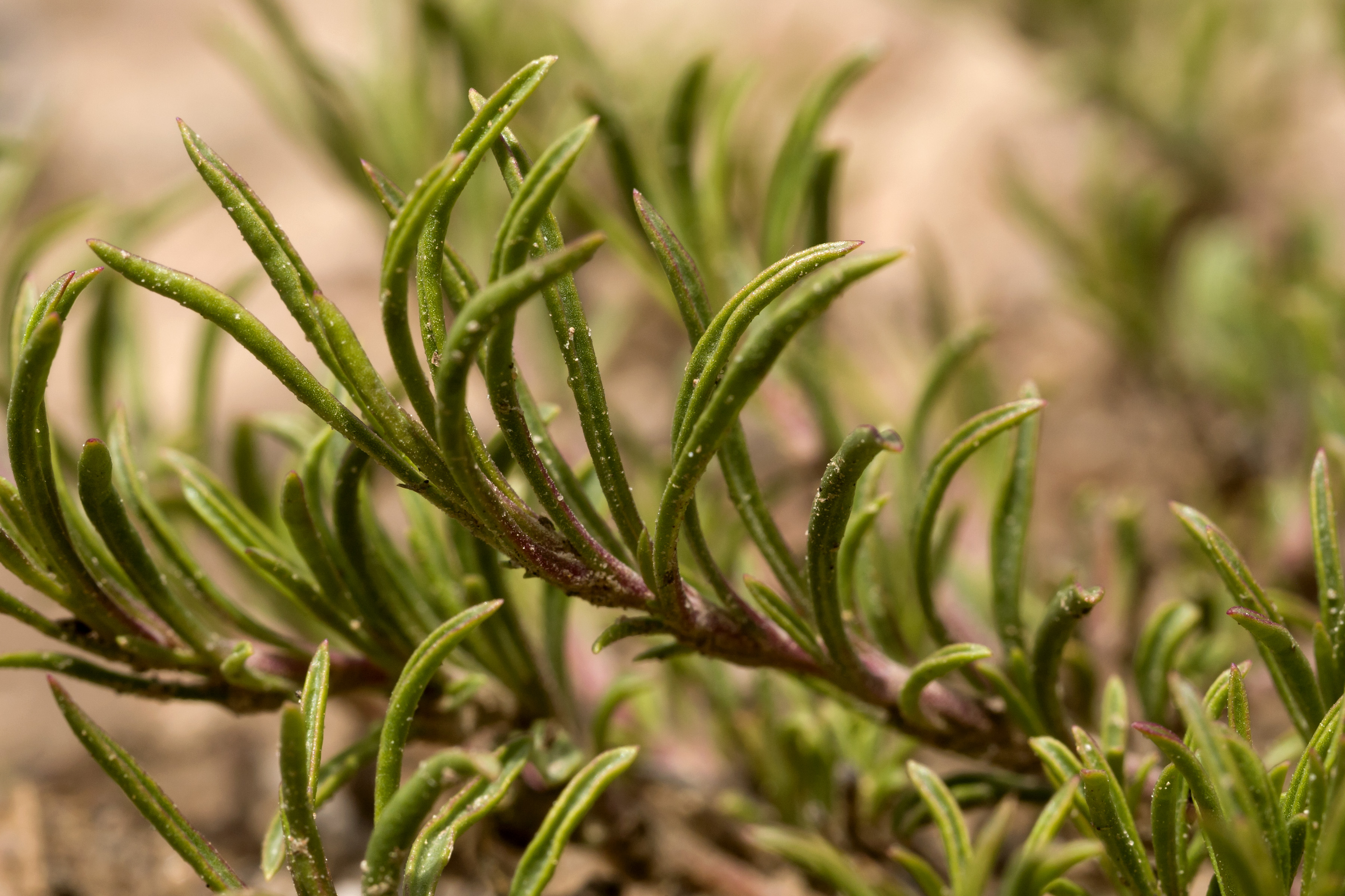 Crandall's Beardtongue photo 7