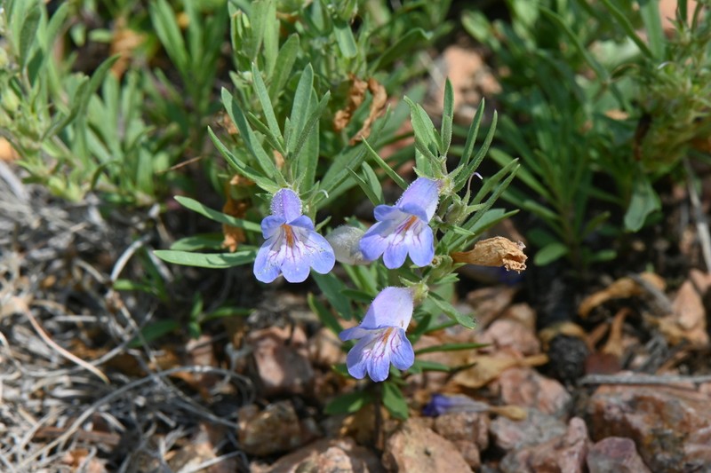 Crandall's Beardtongue photo 4