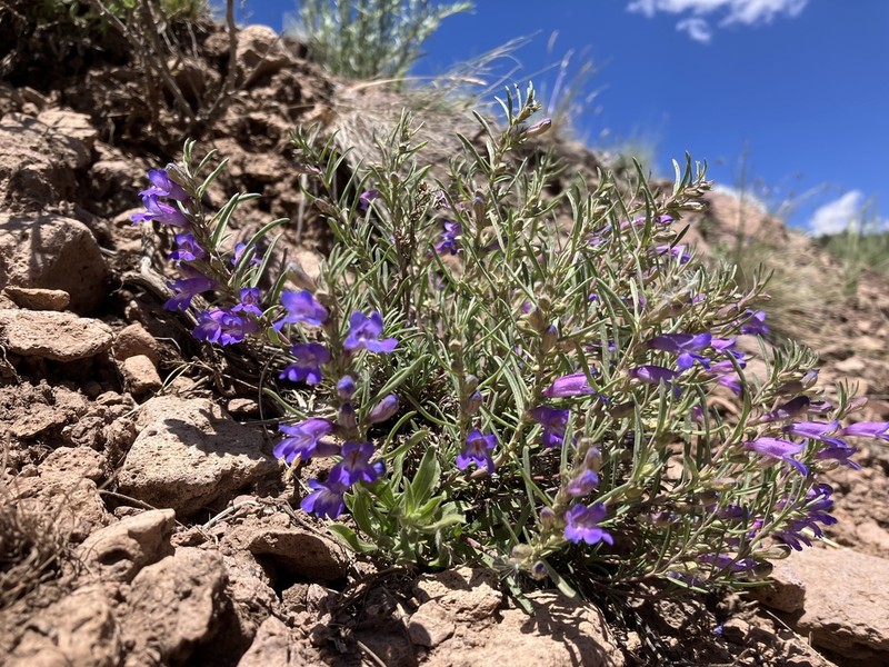Crandall's Beardtongue photo 5