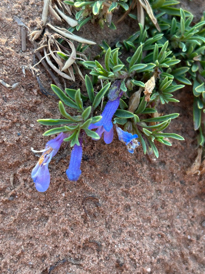 Crandall's Beardtongue photo 7