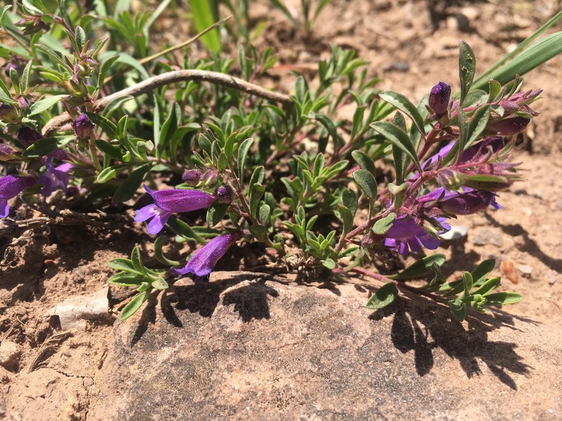 Penstemon crandallii var. atratus