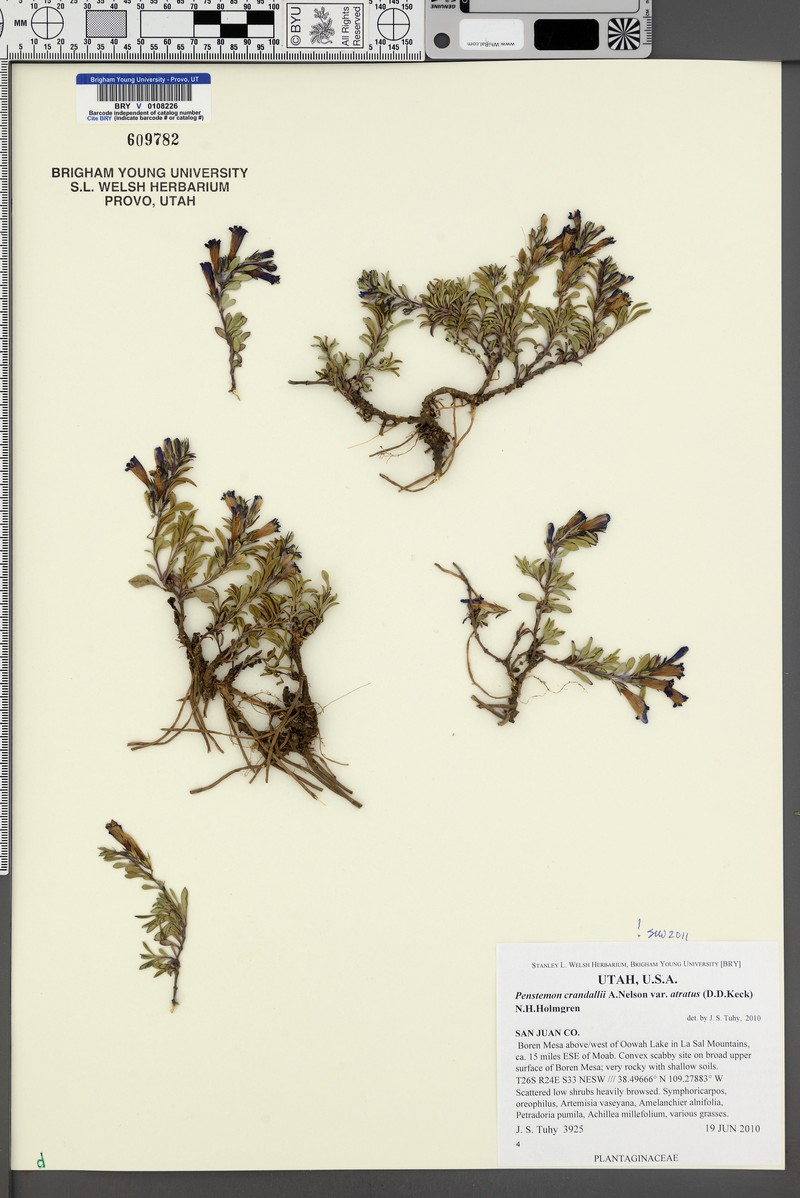Penstemon crandallii var. atratus photo 4