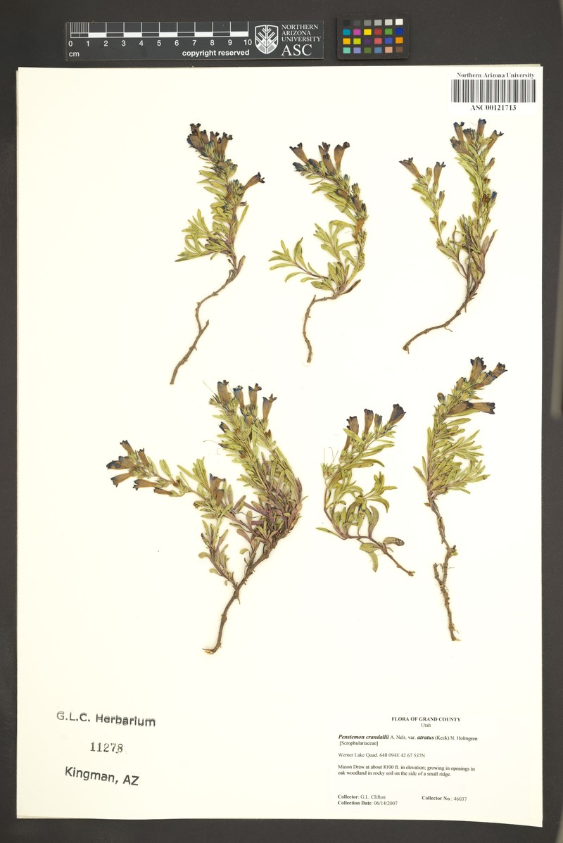 Penstemon crandallii var. atratus photo 5