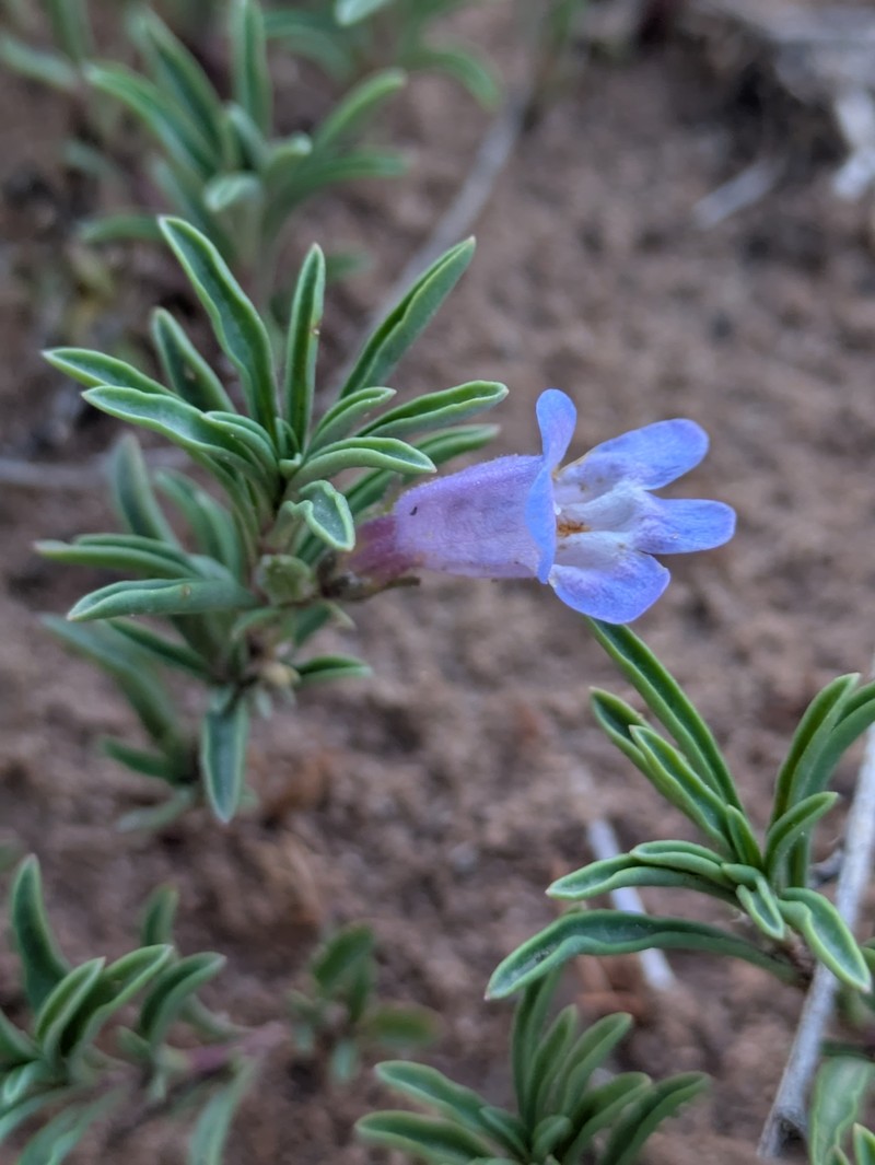 Penstemon crandallii var. crandallii