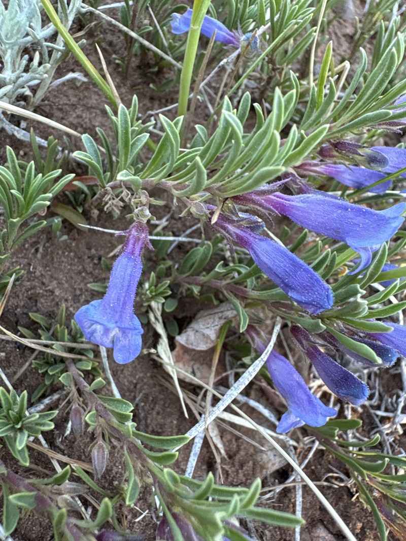 Penstemon crandallii var. crandallii photo 2