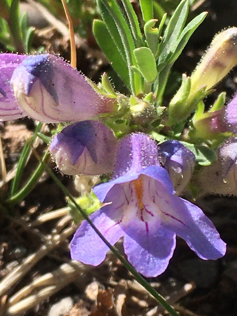 Penstemon crandallii var. crandallii photo 3
