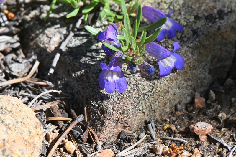 Penstemon crandallii var. crandallii photo 4