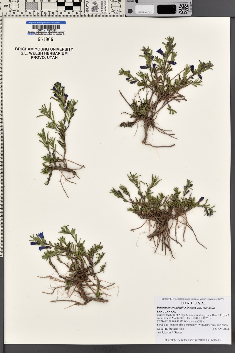 Penstemon crandallii var. crandallii photo 5