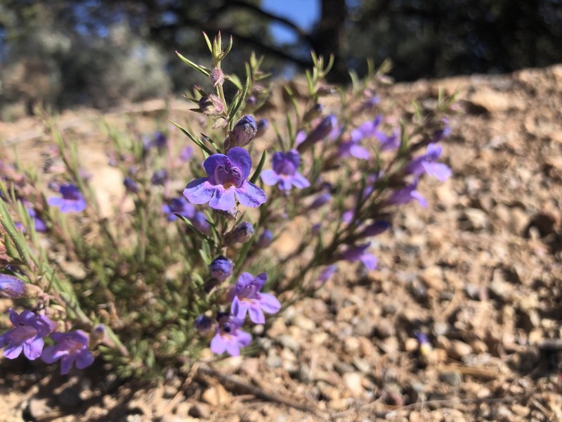 Penstemon crandallii var. glabrescens