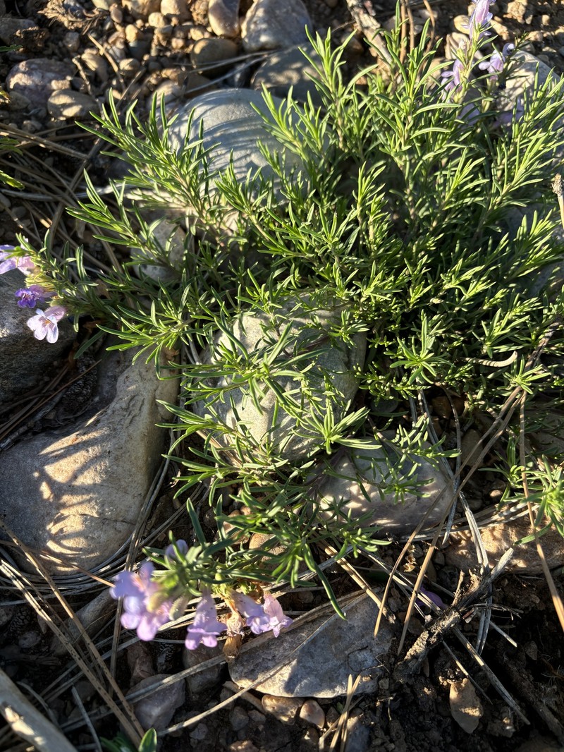 Penstemon crandallii var. glabrescens photo 2