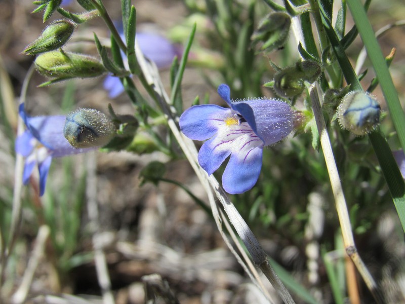 Penstemon crandallii var. glabrescens photo 3